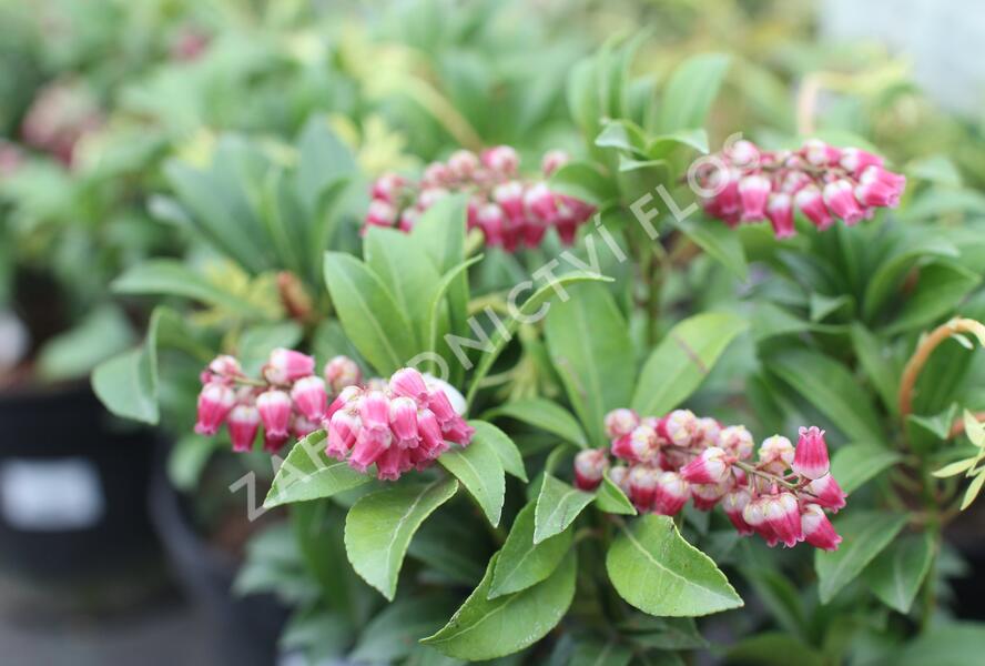 Pieris japonský 'Passion' - Pieris japonica 'Passion'