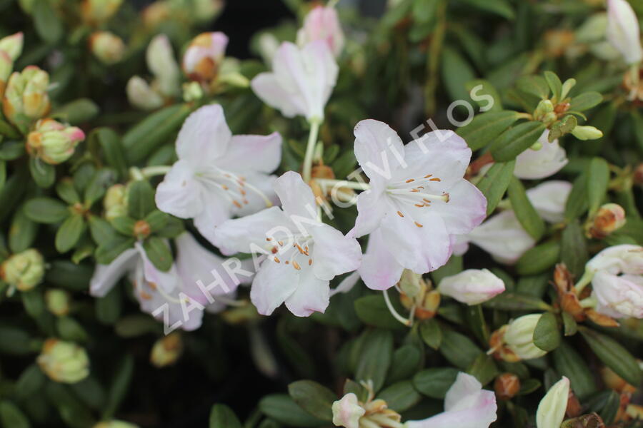 Pěnišník 'Snipe' - Rhododendron 'Snipe'