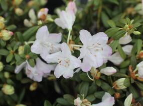 Pěnišník 'Snipe' - Rhododendron 'Snipe'