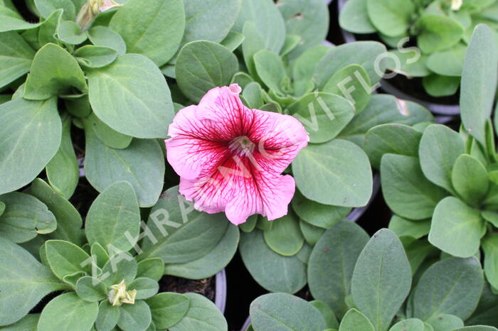 Petúnie velkokvětá 'Finity Red Vein' - Petunia grandiflora 'Finity Red Vein'