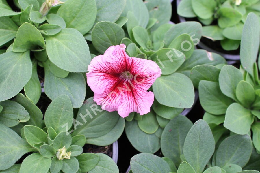 Petúnie velkokvětá 'Finity Red Vein' - Petunia grandiflora 'Finity Red Vein'