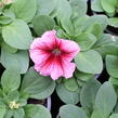 Petúnie velkokvětá 'Finity Red Vein' - Petunia grandiflora 'Finity Red Vein'