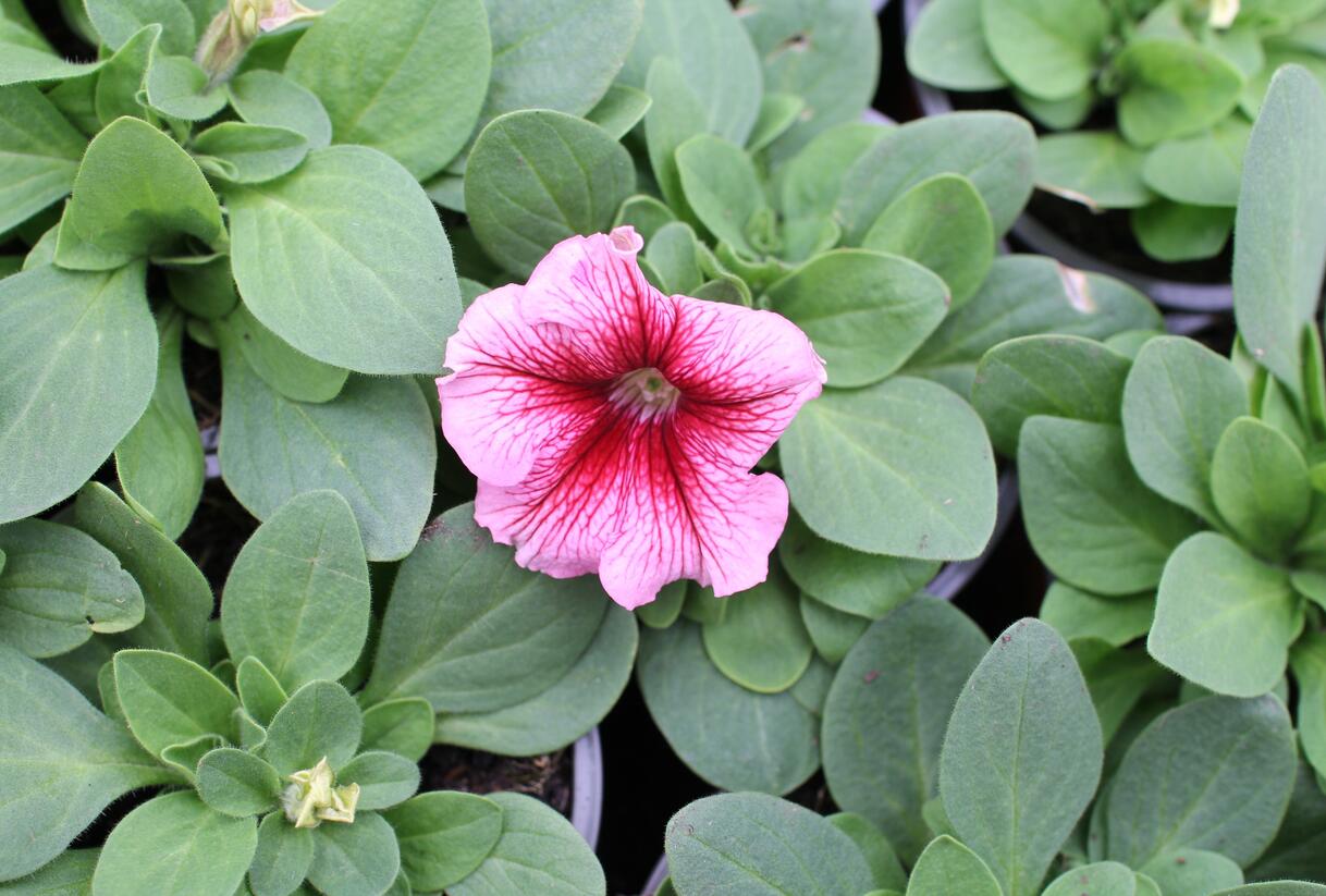 Petúnie velkokvětá 'Finity Red Vein' - Petunia grandiflora 'Finity Red Vein'