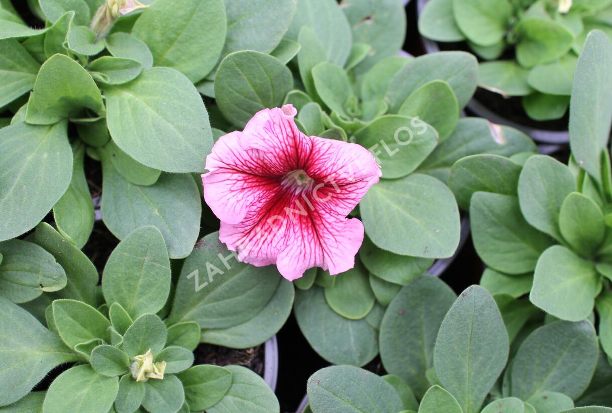 Petúnie velkokvětá 'Finity Red Vein' - Petunia grandiflora 'Finity Red Vein'