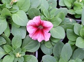 Petúnie velkokvětá 'Finity Red Vein' - Petunia grandiflora 'Finity Red Vein'