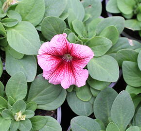 Petúnie velkokvětá 'Finity Red Vein' - Petunia grandiflora 'Finity Red Vein'