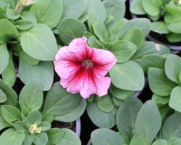 Petúnie velkokvětá 'Finity Red Vein'