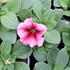 Petunia grandiflora 'Finity Red Vein'.JPG