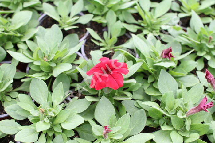 Petúnie velkokvětá 'Finity Red - Petunia grandiflora 'Finity Red'