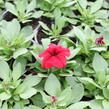 Petúnie velkokvětá 'Finity Red - Petunia grandiflora 'Finity Red'