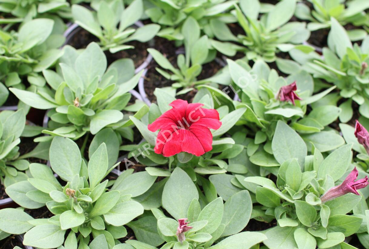 Petúnie velkokvětá 'Finity Red - Petunia grandiflora 'Finity Red'
