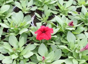 Petúnie velkokvětá 'Finity Red - Petunia grandiflora 'Finity Red'