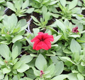 Petúnie velkokvětá 'Finity Red - Petunia grandiflora 'Finity Red'