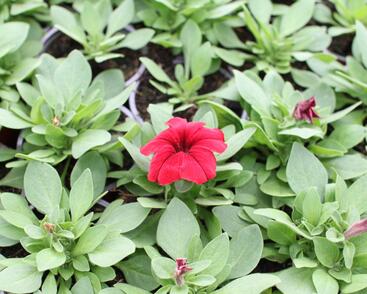 Petúnie velkokvětá 'Finity Red