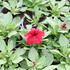 Petunia grandiflora 'Finity Red'.JPG