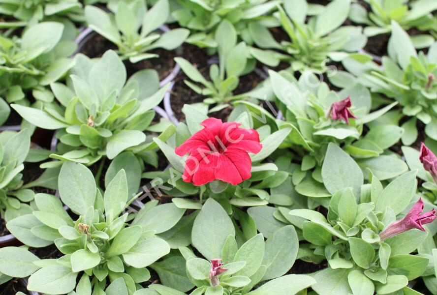 Petúnie velkokvětá 'Finity Red - Petunia grandiflora 'Finity Red'
