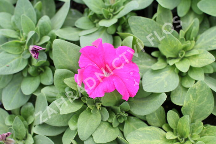 Petúnie velkokvětá 'Finity Rose' - Petunia grandiflora 'Finity Rose'