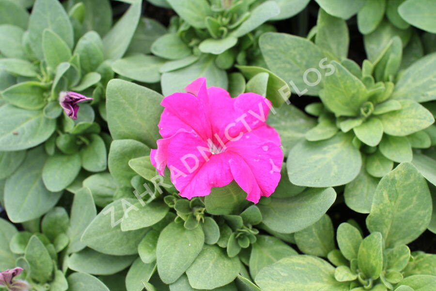Petúnie velkokvětá 'Finity Rose' - Petunia grandiflora 'Finity Rose'