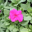 Petúnie velkokvětá 'Finity Rose' - Petunia grandiflora 'Finity Rose'