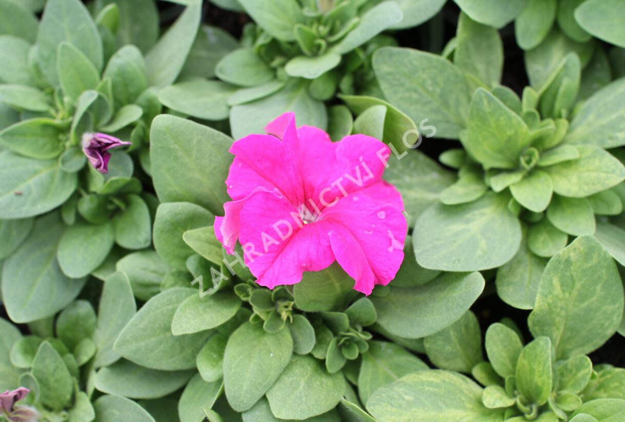 Petúnie velkokvětá 'Finity Rose' - Petunia grandiflora 'Finity Rose'