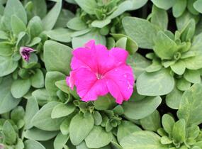 Petúnie velkokvětá 'Finity Rose' - Petunia grandiflora 'Finity Rose'