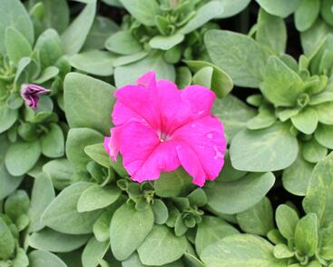 Petúnie velkokvětá 'Finity Rose'