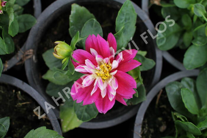 Jiřina 'Labella Medio Fun Rose Fun' - Dahlia 'Labella Medio Fun Rose Fun'
