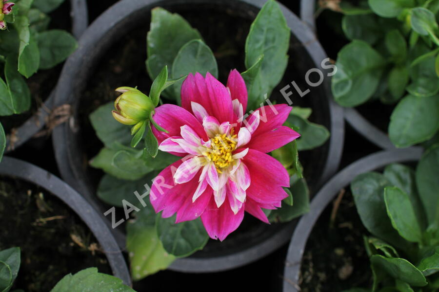 Jiřina 'Labella Medio Fun Rose Fun' - Dahlia 'Labella Medio Fun Rose Fun'