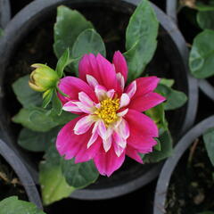 Jiřina 'Labella Medio Fun Rose Fun' - Dahlia 'Labella Medio Fun Rose Fun'