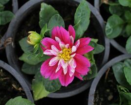 Jiřina 'Labella Medio Fun Rose Fun'