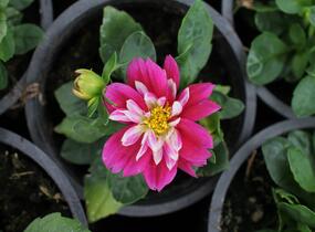 Jiřina 'Labella Medio Fun Rose Fun' - Dahlia 'Labella Medio Fun Rose Fun'