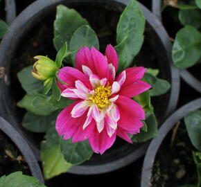 Jiřina 'Labella Medio Fun Rose Fun' - Dahlia 'Labella Medio Fun Rose Fun'