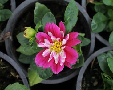 Jiřina 'Labella Medio Fun Rose Fun'