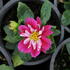 Dahlia 'Labella Medio Fun Rose Fun'.JPG