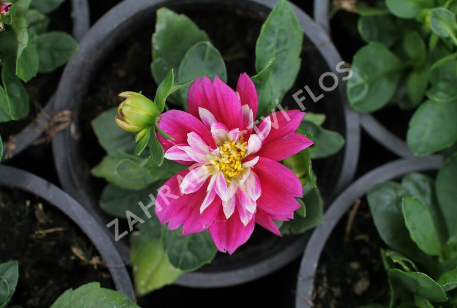 Jiřina 'Labella Medio Fun Rose Fun' - Dahlia 'Labella Medio Fun Rose Fun'