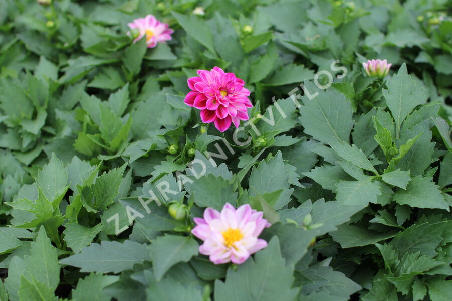 Jiřina 'Labella Medio Fun Violet Flame' - Dahlia 'Labella Medio Fun Violet Flame'