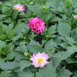 Jiřina 'Labella Medio Fun Violet Flame' - Dahlia 'Labella Medio Fun Violet Flame'