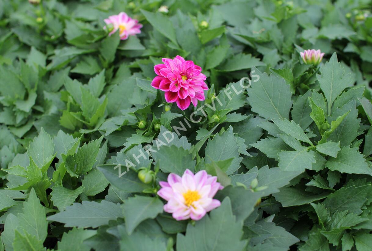 Jiřina 'Labella Medio Fun Violet Flame' - Dahlia 'Labella Medio Fun Violet Flame'