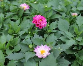 Jiřina 'Labella Medio Fun Violet Flame'