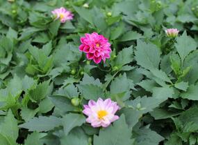Jiřina 'Labella Medio Fun Violet Flame' - Dahlia 'Labella Medio Fun Violet Flame'