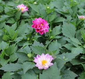 Jiřina 'Labella Medio Fun Violet Flame' - Dahlia 'Labella Medio Fun Violet Flame'