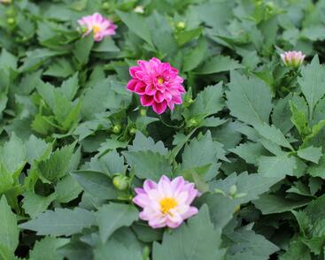 Jiřina 'Labella Medio Fun Violet Flame'