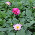 Dahlia 'Labella Medio Fun Violet Flame'.JPG