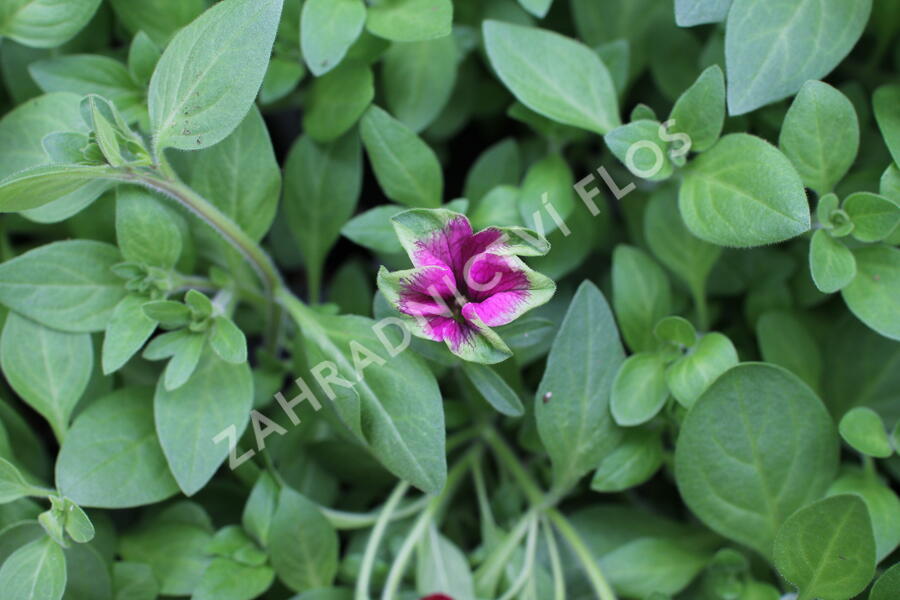 Petúnie 'Cascadias Pitaya' - Petunia hybrida 'Cascadias Pitaya'