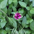Petúnie 'Cascadias Pitaya' - Petunia hybrida 'Cascadias Pitaya'