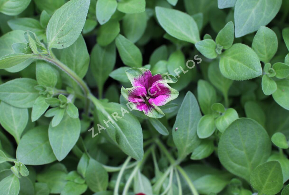 Petúnie 'Cascadias Pitaya' - Petunia hybrida 'Cascadias Pitaya'