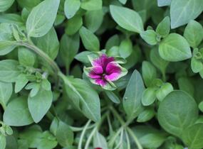 Petúnie 'Cascadias Pitaya' - Petunia hybrida 'Cascadias Pitaya'