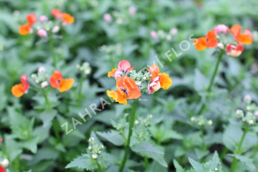 Hledíkovka 'Nesia Tangerine' - Nemesia hybrida 'Nesia Tangerine'