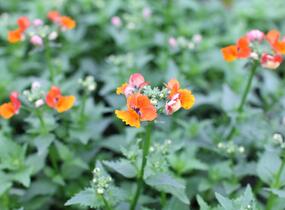 Hledíkovka 'Nesia Tangerine' - Nemesia hybrida 'Nesia Tangerine'