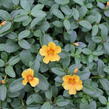 Šrucha 'Pazzaz Nano Mango' - Portulaca umbraticola 'Pazzaz Nano Mango
